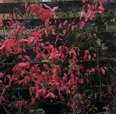 Viburnum plicatum'Llanarth'  7.5L