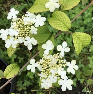 Viburnum plicatum 'Shasta'  **  2L