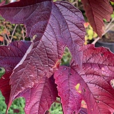 Viburnum sergentii 'Onondaga'  5L
