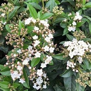 Viburnum tinus  10L