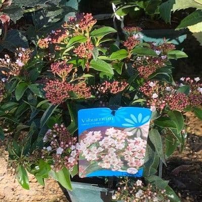 Viburnum tinus 'Eve Price'  2L   20-30cms