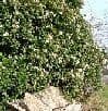 Viburnum tinus 'Eve Price'  40L   1-1.2m