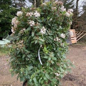 Viburnum tinus 'Eve Price'  40L   1-1.2m