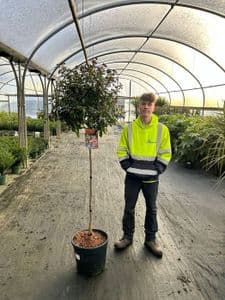 Viburnum tinus  HALF STANDARD  25L  1mstem  COLLECTION ONLY OR DEDICATED DELIVERY AT COST