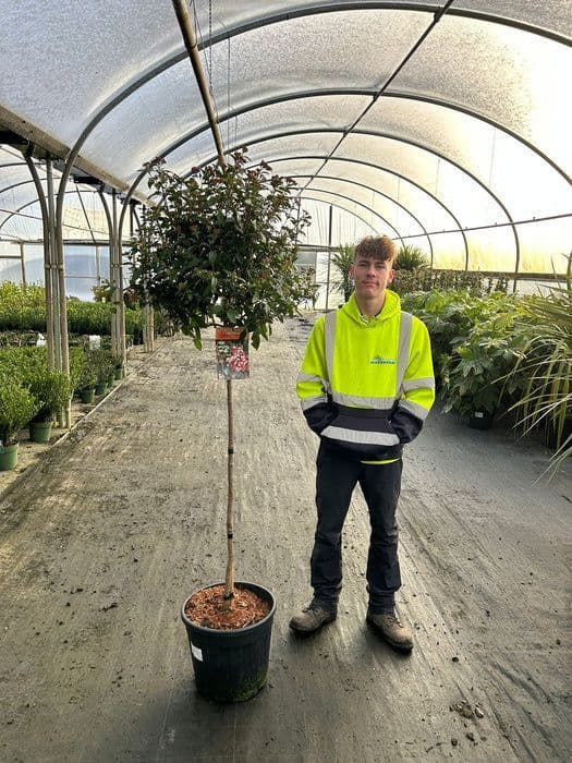 Viburnum tinus  HALF STANDARD  25L  1mstem  COLLECTION ONLY OR DEDICATED DELIVERY AT COST