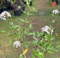 Viburnum x burkwoodii 5L