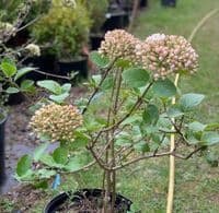 Viburnum x burkwoodii 5L