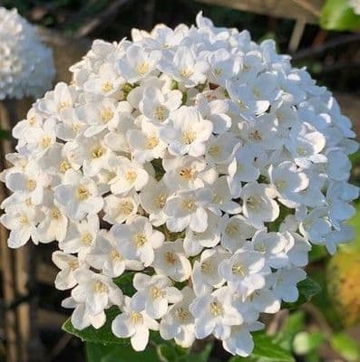 Viburnum x burkwoodii 5L