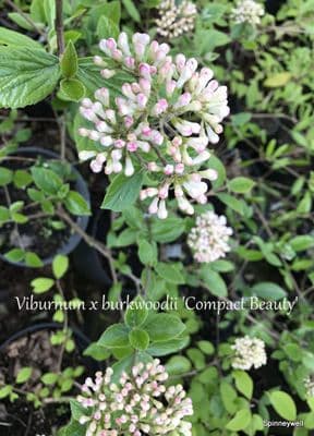Viburnum x burkwoodii 'Compact Beauty'  3L