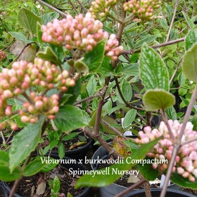 Viburnum x burkwoodii 'Compactum'  3L