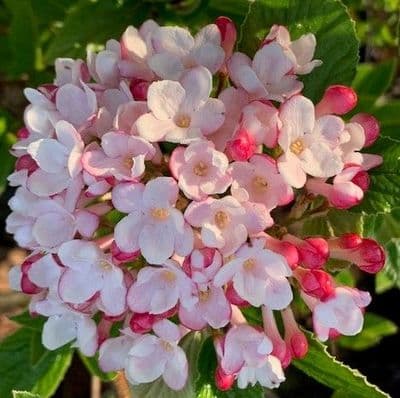 Viburnum x burkwoodii 'Mohawk'  3L  80-100cm SOLD OUT