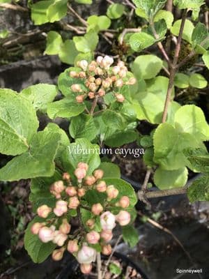 Viburnum x Cayuga  7.5L SOLD OUT