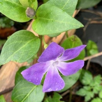 Vinca major  2/3L  periwinkle