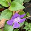 Vinca major 2/3L periwinkle