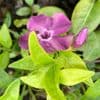 Vinca minor Atropurpurea 2L