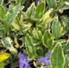 Vinca minor Aureomarginata 2L