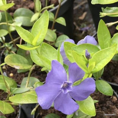 Vinca minor 'Bowle's Variety'  2L