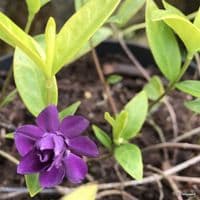 Vinca minor 'Bowles Purple'  2L  SOLD OUT