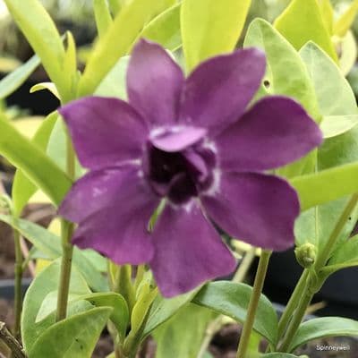 Vinca minor 'Bowles Purple'  2L  SOLD OUT