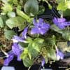 Vinca minor 'Bowles Variety'  9cm