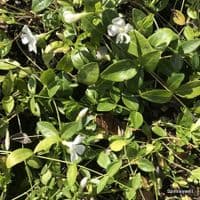 Vinca minor 'Gertrude Jekyll'  2L  NEW STOCK