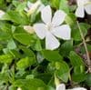 Vinca minor 'Gertrude Jekyll'  2L  NEW STOCK