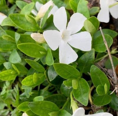 Vinca minor 'Gertrude Jekyll'  2L  NEW STOCK