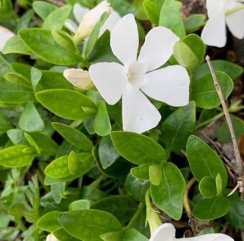 Vinca minor 'Gertrude Jekyll'  2L  NEW STOCK