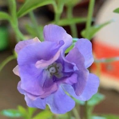 Vinca minor Temptation   2L