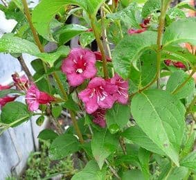 Weigela 'Bristol Ruby'   15L  90-120 bushy  COLLECTION ONLY