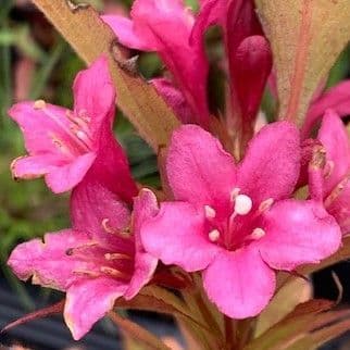 Weigela 'Picobella Rose'   10L   READY MARCH 2024
