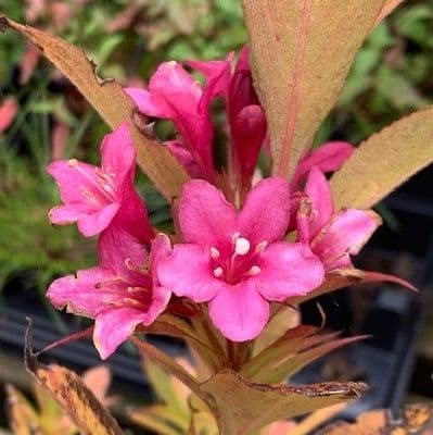 Weigela 'Picobella Rose'   3L