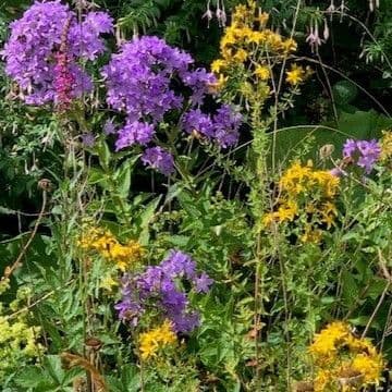 Wildflowers