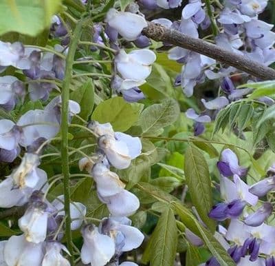 Wisteria 'Domino'  ('Isaai)   25L  FOR COLLECTION ONLY