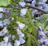 Wisteria floribunda 'Domino' ('Issai')  10L 175-2m COLLECTION ONLY