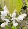 Wisteria floribunda 'Macrobotrys Alba' 34L  150cms  COLLECTION ONLY