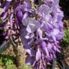 Wisteria floribunda 'Royal Purple'  30L  150-240cm