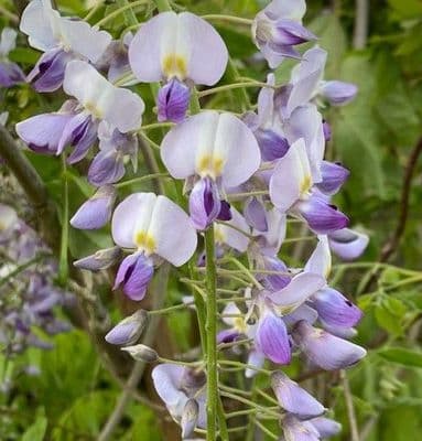 Wisteria floribunda 'Russelliana'   15L COLLECTION ONLY