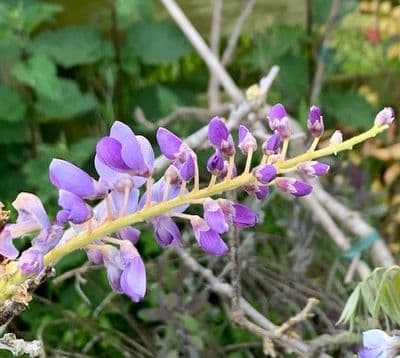 Wisteria frutescens   15L   120-150+cmH  COLLECTION ONLY