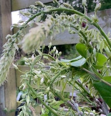 Wisteria venusta  'Alba' 10LD   COLLECTION ONLY