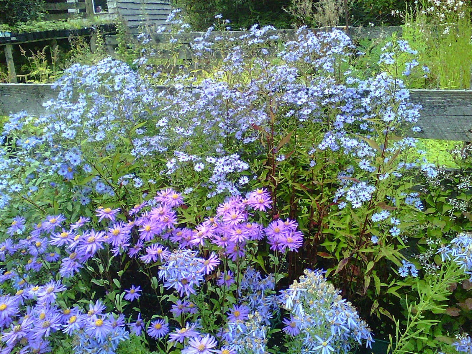 Plant Providers nursery