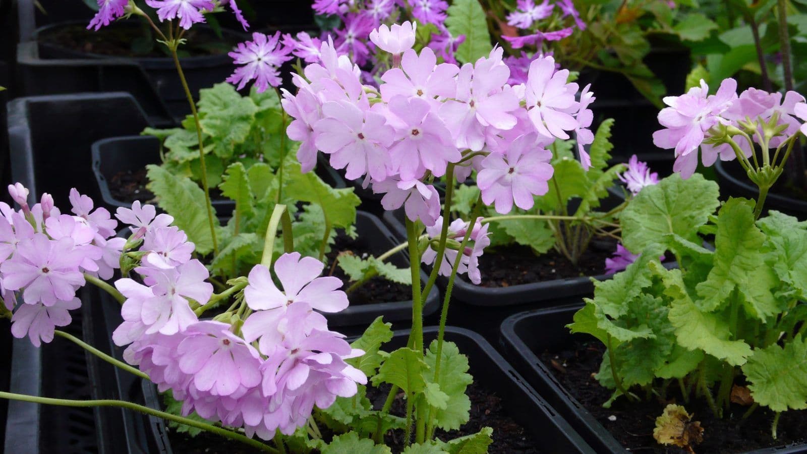 Hardy garden plants
