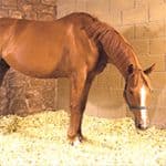 Horse Bedding