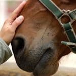 Horse Care
