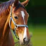 Horse Feed