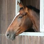 Stable & Yard