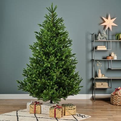 2.1m Nordmann Fir
