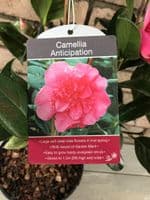 Camellia 'Anticipation'
