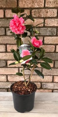 Camellia 'Anticipation'