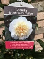 Camellia 'Brushfield's Yellow'